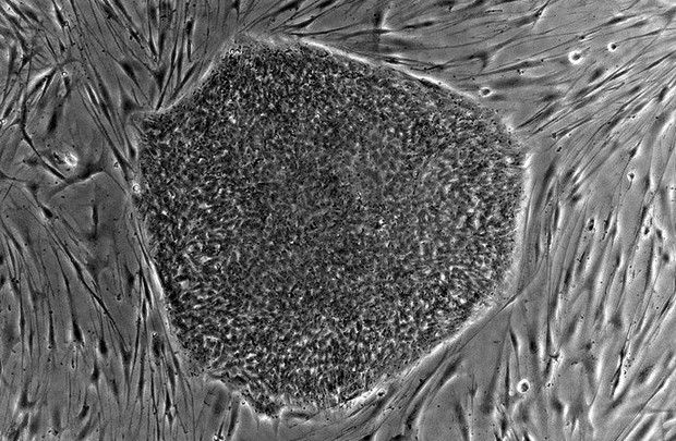 stemcells_1.jpg