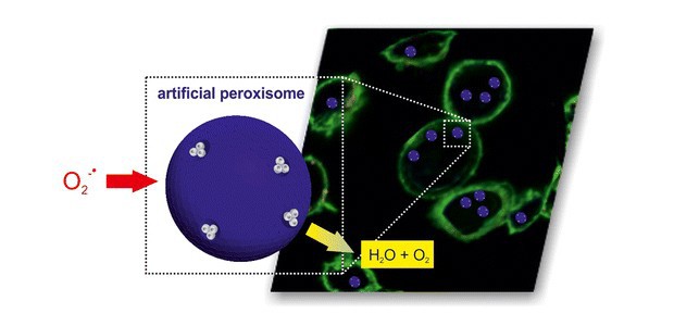 uni_basel_peroxisome_1.jpg