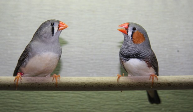 zebra_finches_MPILeitner_2.jpg