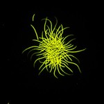 CZ-Sigman_plankton-picture_400.jpg