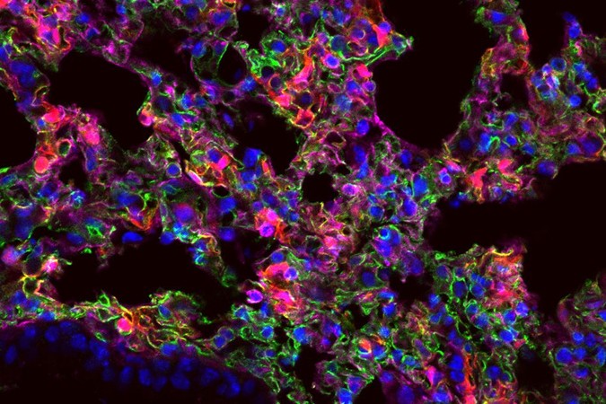 MIT-mRNA-01.jpg