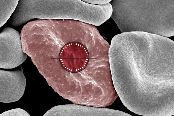 MIT-Malaria-Immune.jpg