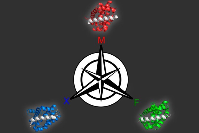MIT-Protein-Design.jpg