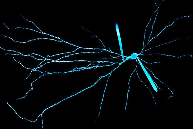 MIT-Dendrites.jpg