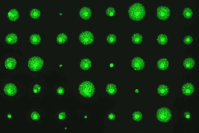 MIT-Cell-Survival-01.jpg