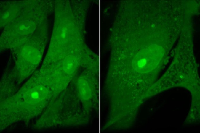 MIT-Cell-Size.jpg