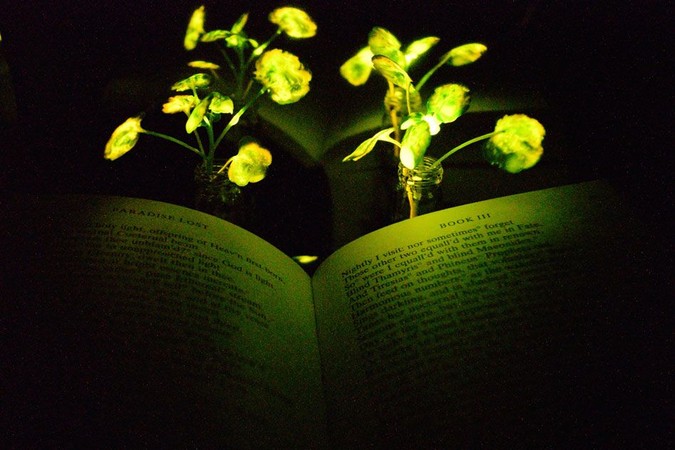 MIT-Glowing-Plants-01.jpg