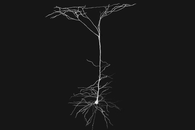 MIT-Dendrite-Computation.jpg