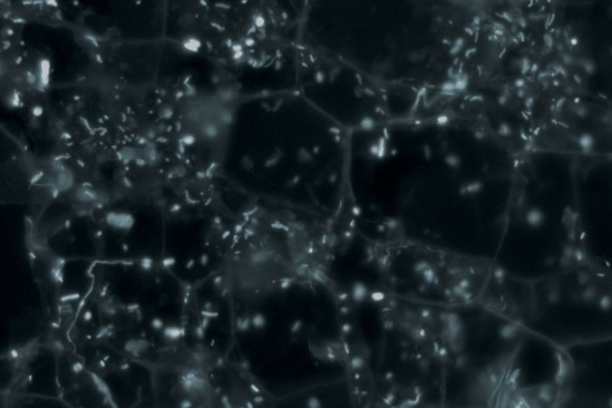 MIT-Microbial-Ecology.jpg