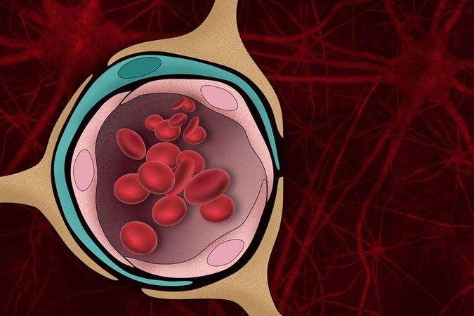 MIT-Blood-Brain-Barrier-01.jpg