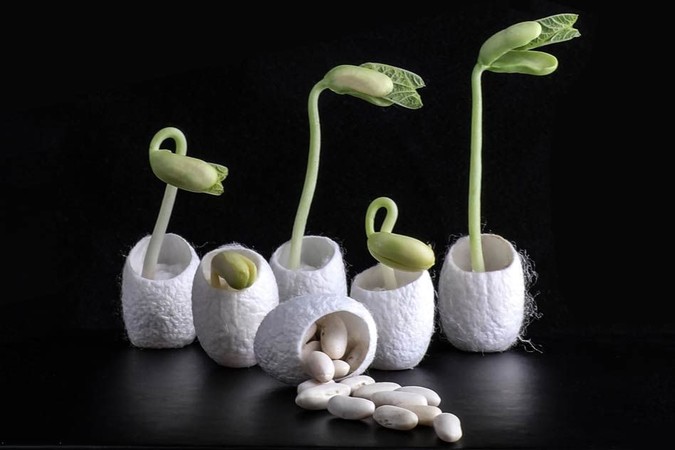 MIT-Seed-Coatings.jpg