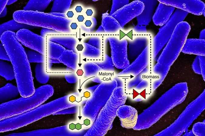 MIT-Metabolic-Control.jpg