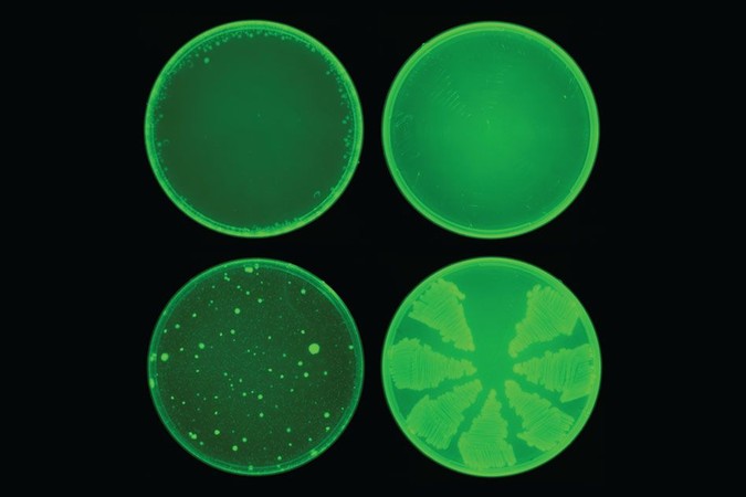 MIT-New-Antibiotic-01.jpg