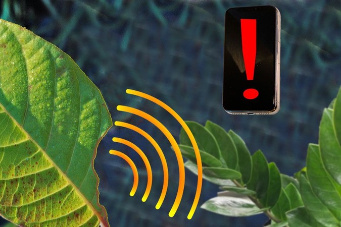 MIT-Plant-Sensor-01.jpg