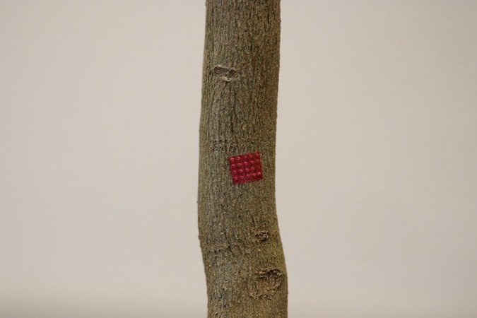 MIT-Plant-Injections-01.jpg