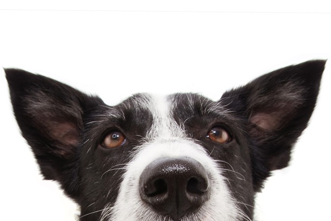 A1-MIT-Artificial-Dog-Nose.jpg