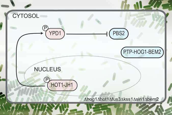 MIT-Protein-Networks-01-PRESS.jpg