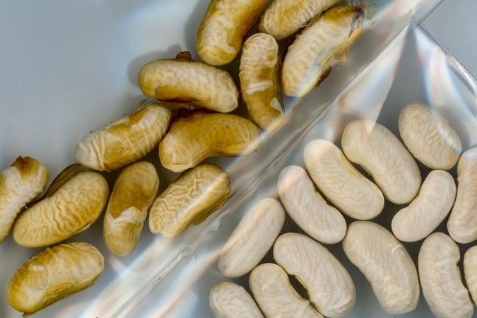 MIT-Drought-Seeds-01-press.jpg
