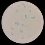 Trypan Blue.PNG