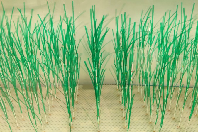 MIT-marsh-grass-01-press.jpg