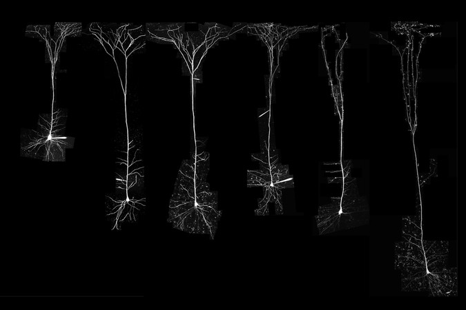 MIT-neuron-efficiency-01-PRESS.jpg