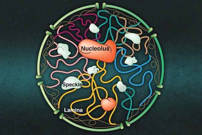 MIT-Nucleoili-Structure-01-press.jpg