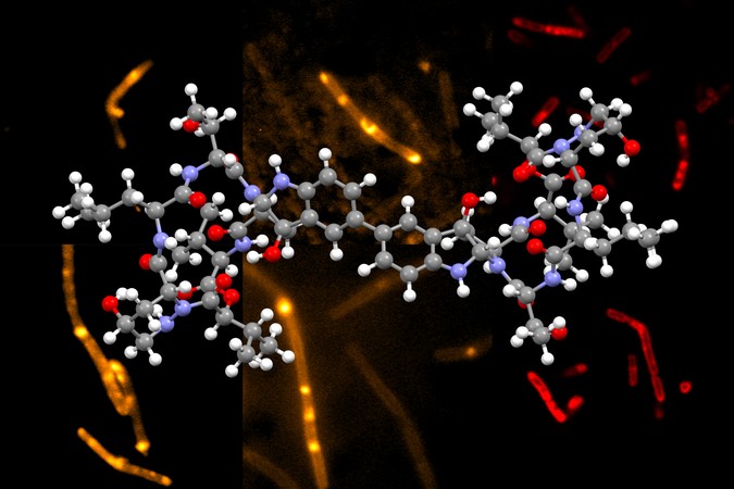 MIT-Antibiotic%20Synthesis-01-PRESS.jpg