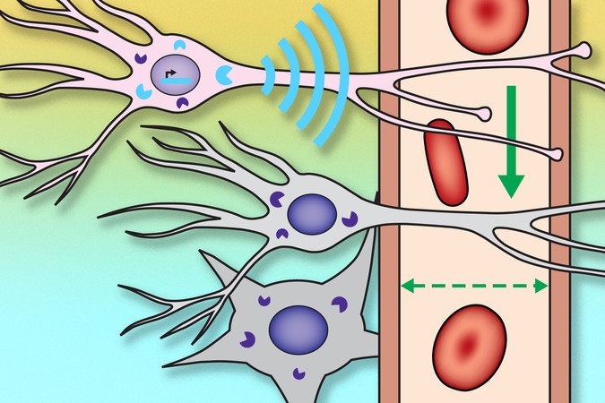 MIT-Neural-Circuits-01-press.jpg