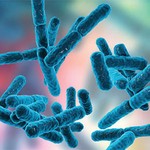 Strain-Anaerobic-Culture-picture-1.jpg
