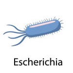 facultative-anaerobes-cultivation-1.jpg