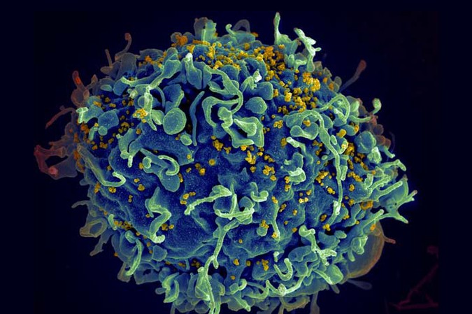 MIT_Immune-Recognition-01.jpg