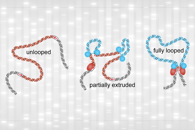 MIT_Genome-Loops-01-PRESS.jpg