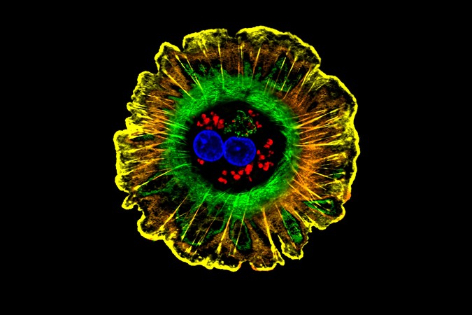 MIT-Liver-Regeneration-01-Press.jpg