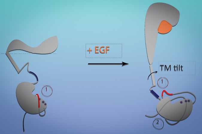 MIT_receptor-mechanism-01-PRESS.jpg