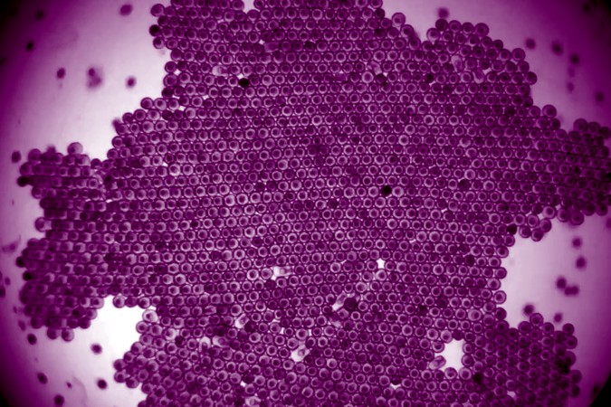 MIT_Elastic-Starfish-01-PRESS.jpg