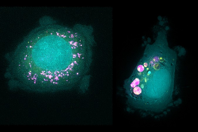 MIT_Nanoparticle-Uptake-01-PRESS.jpg