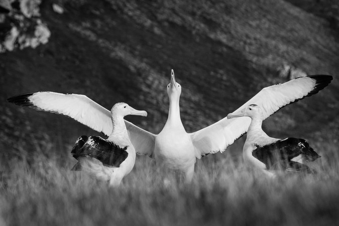 MIT_Albatross-Divorce-01-PRESS.jpg