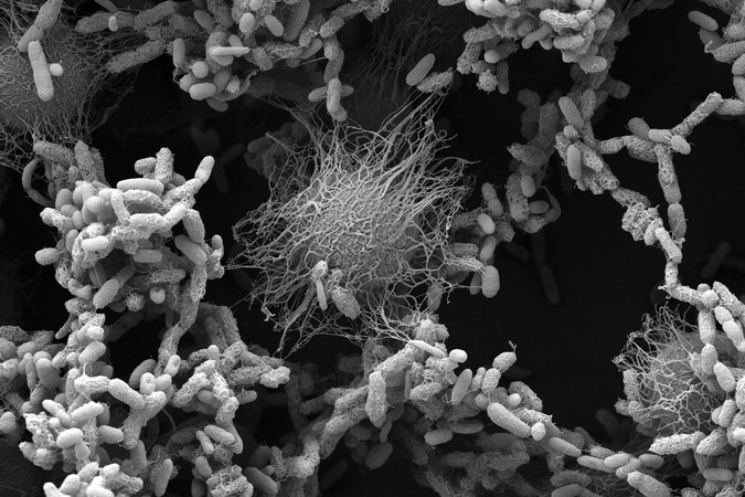 MIT-Ecosystem-Phases-01-press.jpg