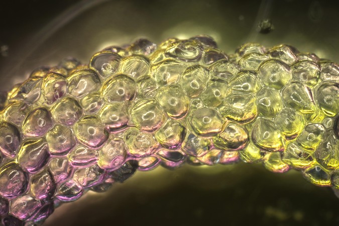 MIT_Hydrogel-bioblocks-01-PRESS.jpg