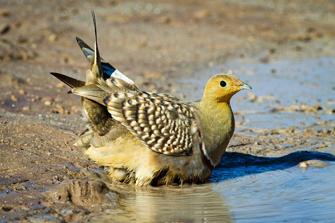 MIT-sandgrouse-01-press.jpg