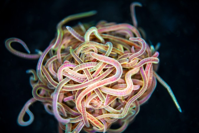 MIT-TanglingWorms-01-press.jpg