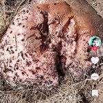 Screenshot_20230510_214206_TikTok.jpg