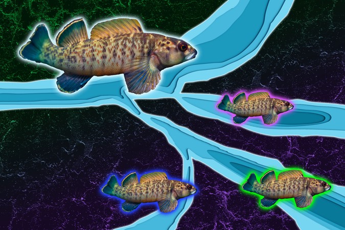 MIT-FishyGeology-01-press.jpg