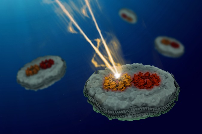 MIT-Photosynthesis-Protein-01-press.jpg