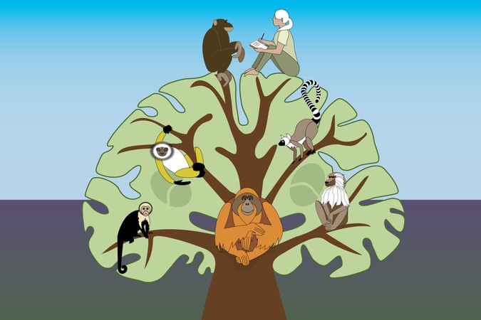 primate-tree.png
