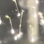 IMG_0245.jpeg