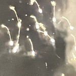 IMG_0247.jpeg