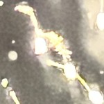 IMG_0248.jpeg