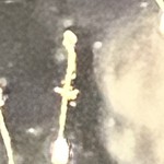 IMG_0250.jpeg