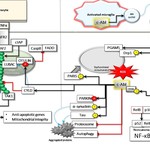 TNFR-NDR.jpg